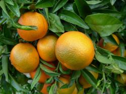 clementine-corse.jpg